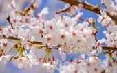 Туры в отель JR WEST GROUP VIA INN PRIME KYOTOEKI HACHIJOGUCHI