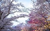 Туры в отель JR WEST GROUP VIA INN PRIME KYOTOEKI HACHIJOGUCHI
