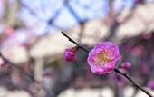 Туры в отель JR WEST GROUP VIA INN PRIME KYOTOEKI HACHIJOGUCHI