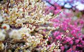 Туры в отель Comfort Hotel ERA Kyoto Toji