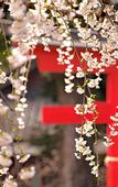 Туры в отель Comfort Hotel ERA Kyoto Toji