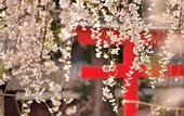 Туры в отель Comfort Hotel ERA Kyoto Toji