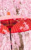 Туры в отель Comfort Hotel Kyoto Horikawagojo