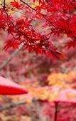 Туры в отель Comfort Hotel Kyoto Horikawagojo