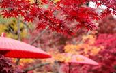 Туры в отель Comfort Hotel Kyoto Horikawagojo