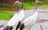 Туры в отель Giraffe Manor Hotel