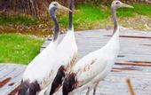 Туры в отель Giraffe Manor Hotel