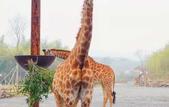 Туры в отель Giraffe Manor Hotel
