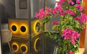 Туры в отель Asimado Suit Hotel