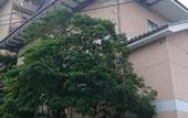Туры в отель Miyajima Hotel Makoto