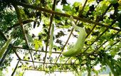 Туры в отель Pai Village Boutique Resort & Farm