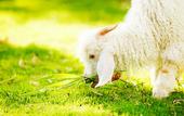 Туры в отель Pai Village Boutique Resort & Farm