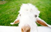 Туры в отель Pai Village Boutique Resort & Farm