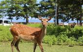 Туры в отель Miyajima Seaside Hotel
