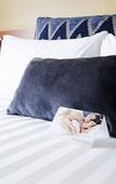 Туры в отель JetPark Hotel Rotorua