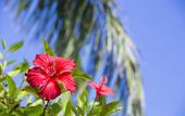 Туры в отель Ishigaki Seaside Hotel
