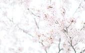 Туры в отель Sakuraya