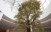 Туры в отель Swiss-Garden Hotel & Residences, Genting Highlands