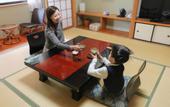 Туры в отель Ajisai Onsen Ryokan - Award Winning Private Open Air Onsen Hakone