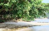 Туры в отель Plub Pla Koh Mak Retreat