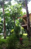 Туры в отель Khaosok River Home Resort