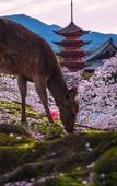 Туры в отель Miyajima Machiya Hotel Shiomachi-An