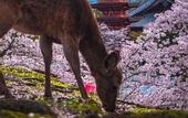 Туры в отель Miyajima Machiya Hotel Shiomachi-An