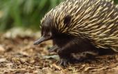 Туры в отель Wildlife Retreat at Taronga