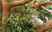 Туры в отель Wildlife Retreat at Taronga