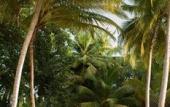 Туры в отель Furaveri Maldives