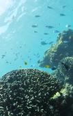 Туры в отель Allamanda Imgya Coral Village
