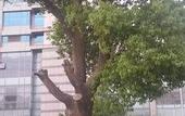 Туры в отель Shuguang International Hotel