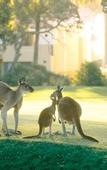 Туры в отель Joondalup Resort