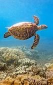 Туры в отель Fitzroy Island Resort