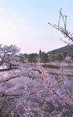 Туры в отель Kyoto Uji Hanayashiki Ukifune-en