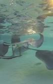 Туры в отель The Reef Beach Resort, East End, Grand Cayman