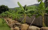 Туры в отель PingChan Koh Phangan Beachfront Resort