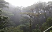 Туры в отель Senda Monteverde Hotel Member of the Cayuga Collection