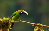 Туры в отель Senda Monteverde Hotel Member of the Cayuga Collection