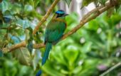 Туры в отель Senda Monteverde Hotel Member of the Cayuga Collection