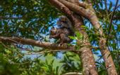 Туры в отель Senda Monteverde Hotel Member of the Cayuga Collection