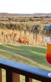 Туры в отель De Zeekoe Guest Farm