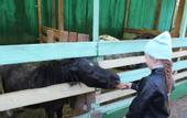 Туры в отель «Золотая подкова» конно-туристический комплекс