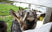 Туры в отель «Усадьба скульптора Эрьзи» коттеджный комплекс