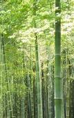 Туры в отель Suiran, A Luxury Collection Hotel, Kyoto