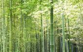 Туры в отель Suiran, A Luxury Collection Hotel, Kyoto