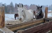 Туры в отель «Новая Ельня» конно-туристическая база отдыха