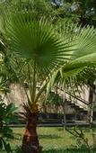 Туры в отель WelcomHotel Kences Palm Beach -Member ITCHotel Group