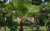 Туры в отель WelcomHotel Kences Palm Beach -Member ITCHotel Group