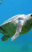 Туры в отель Gili Tenda Resort